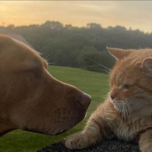 Meet your Posher, Alison